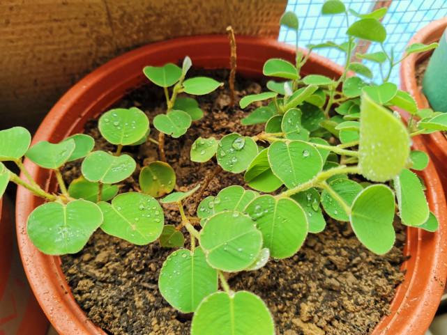 金钱草盆景能吸附空气中的灰尘,还能药用,种植前要了解以下四点