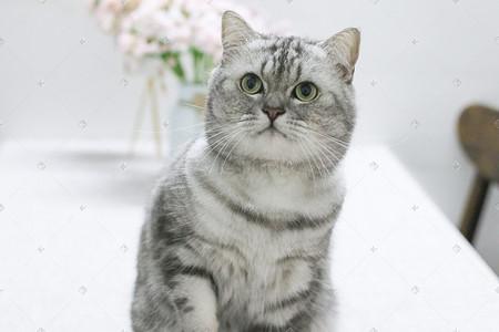 美短猫什么时候会发腮?