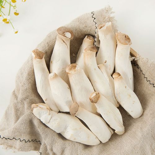 杏鲍菇图片大全 各种款式杏鲍菇产品图欣赏【15图】