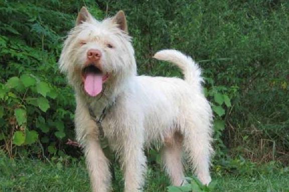 中国本土十大名犬(二),优秀的工作犬我们也有