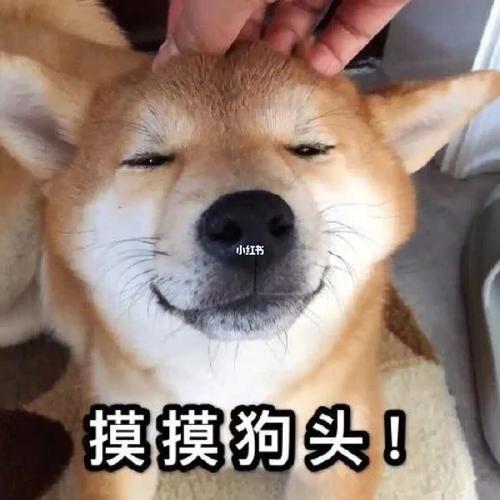 摸摸狗头表情包 爸爸一脸慈祥笑摸你们狗头_表情包_柴犬_狗头表情包