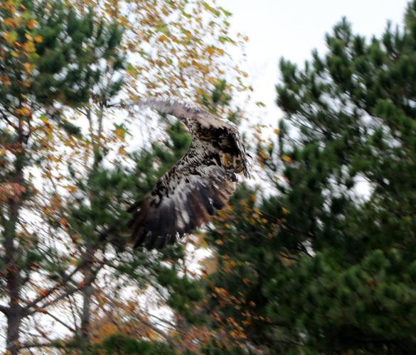 eagle flies free - the grayson co.
