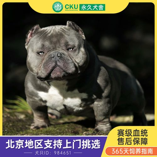 犬舍美国恶霸犬纯种恶霸幼犬家养宠物活体斗牛犬微体蛤蟆体恶霸
