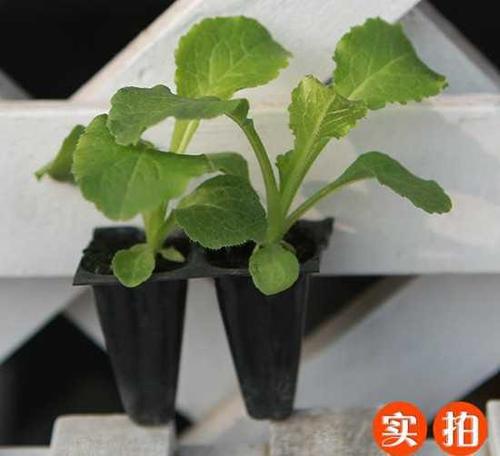 盆栽风铃草