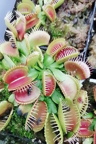 捕蝇草园艺品种丰富 食虫植物园艺爱好者收集停不下来