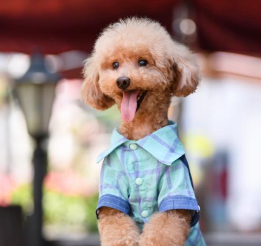 泰迪犬一只多少钱