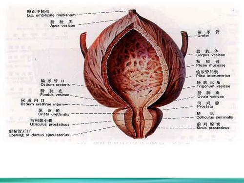 膀胱的解剖与生理ppt