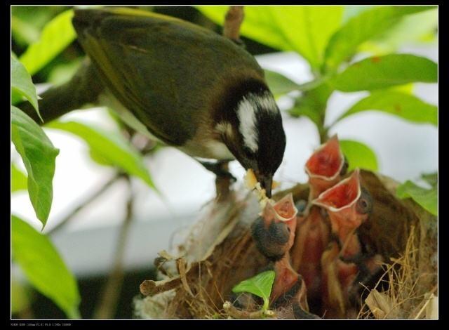 通过教育活动,欣赏小鸟妈妈捉虫喂小鸟宝宝的图片,让幼儿感受母爱的