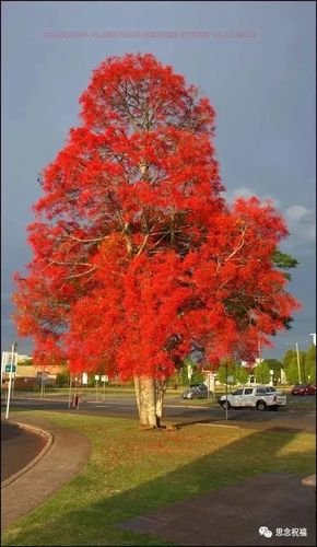 瓶子树开花,第一次见!