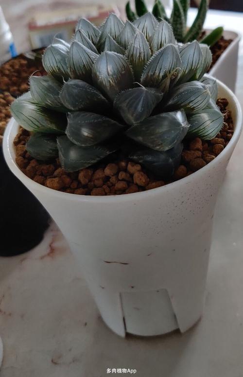 冰魄玉露锦是真是假看看就知道了