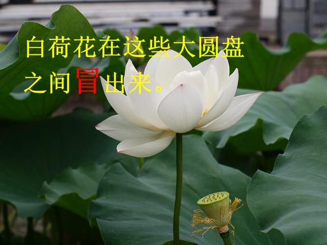 语文人教版三年级下册3 荷花.ppt