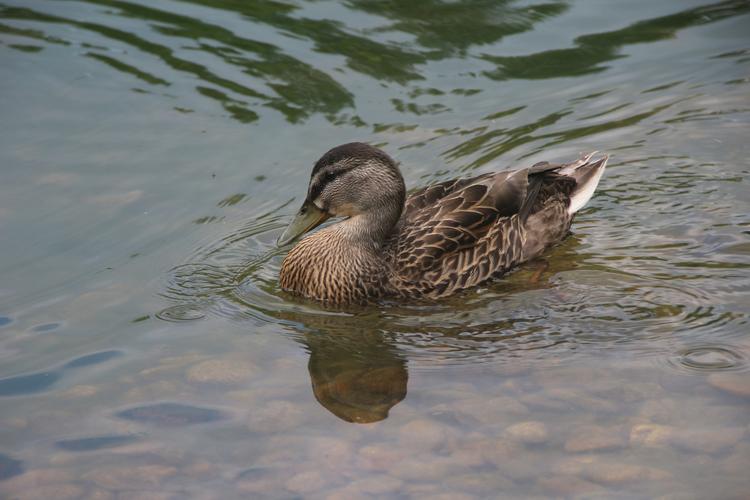 二道白河中华秋沙鸭公园