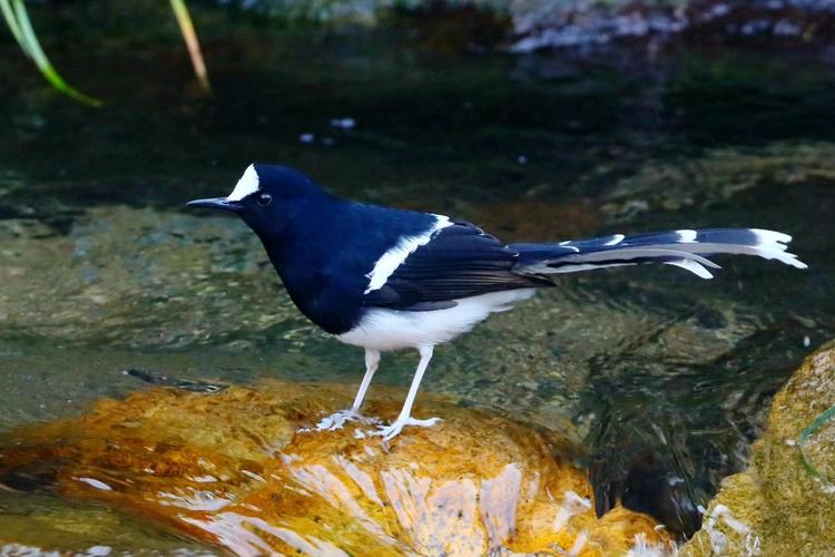鸟语花香春风怡,白冠燕尾山溪清