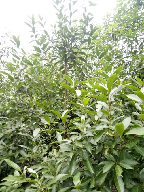 巴马野生甜茶项目