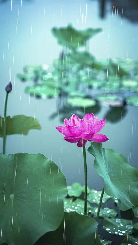 雨中夏韵,宝鸡荷塘又现"接天莲叶无穷碧"美景!赶快打卡