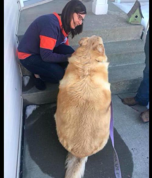 金毛太胖重达80公斤,主人没耐心帮它减肥,丢到医院要求安乐死