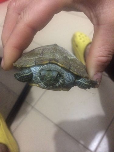 乌龟脖子肿了,头缩回去特别明显,但是我还特别活跃