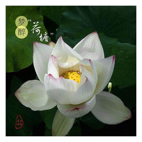 梦醉荷塘,荷塘月色