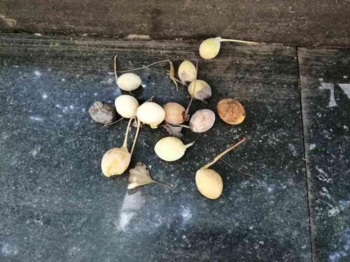 小区里转了一下,银杏果已落地