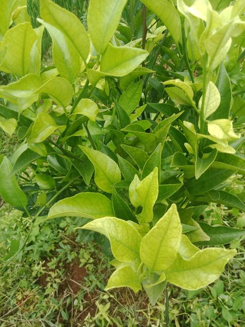 图片上的柑橘树是缺少什么肥才会黄叶这到可以补充什么肥?