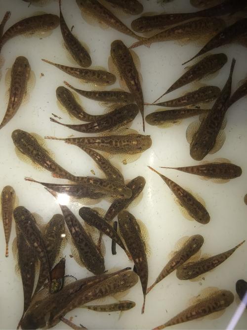 [鱼友广告] 便宜出点宽头吸鳅