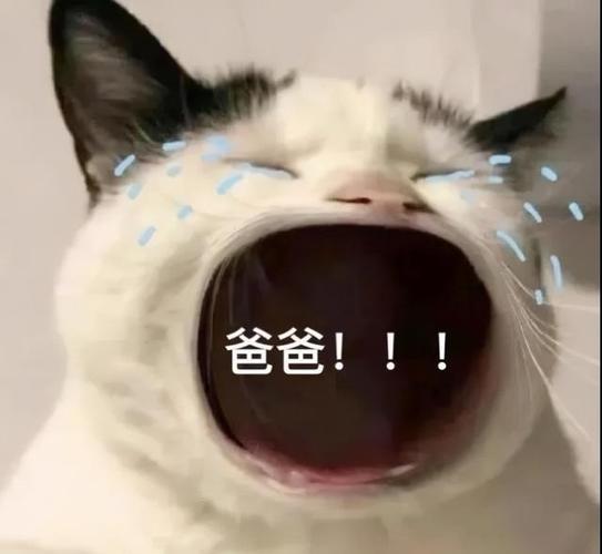 表情包叫爸爸表情包精选