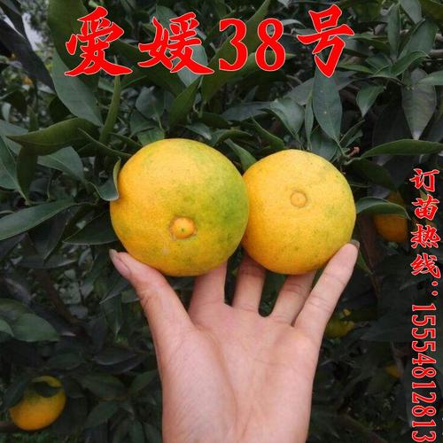 热销爱媛38号