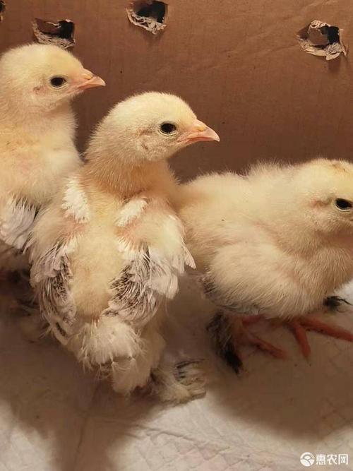 婆罗门鸡鸡苗,婆罗门鸡脱温鸡苗