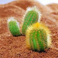 微信头像仙人掌【点击鼠标右键下载】