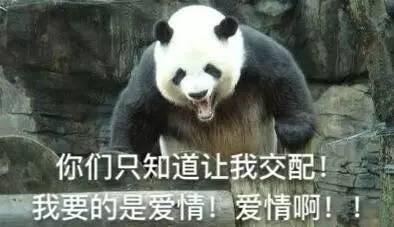 可爱的大熊猫表情包