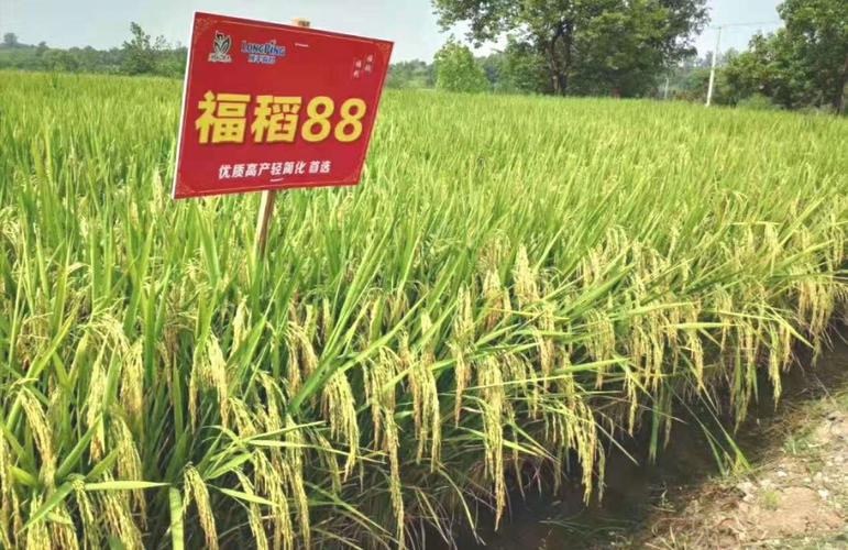 福稻88-安徽公司产品介绍-湖北惠民农业科技有限公司