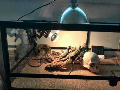 饲养鬃狮蜥常见的几个错误做法