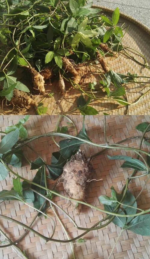 野生深山中草药材新鲜山海螺 四叶参 奶参羊乳根下奶 发奶现挖_7折