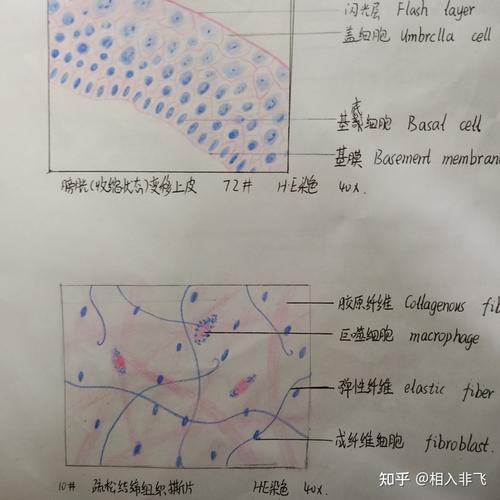组胚红蓝铅笔手绘图