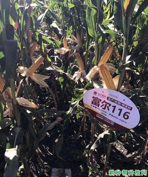 富尔116玉米品种好不好