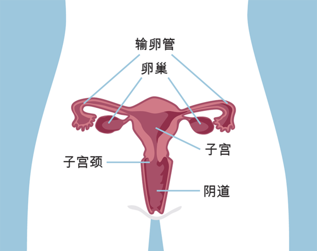 什么是子宫颈抹片检查?