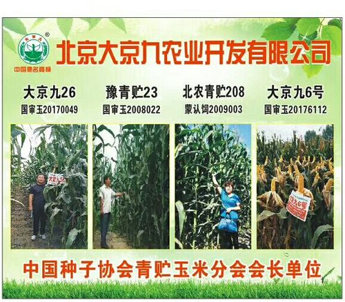 大京九26――青贮玉米更新换代品种
