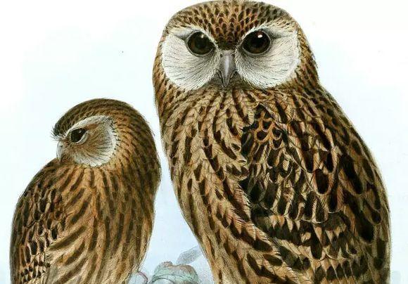 笑鸮:源自于新西兰,18世纪中期这种鸟类数量变得非常稀少,是新西兰独