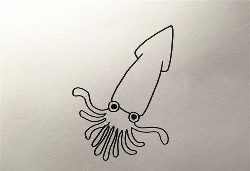 乌贼怎么画简单又好看