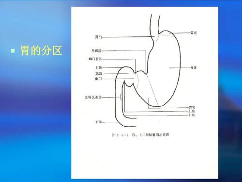 胃镜操作方法与技巧ppt