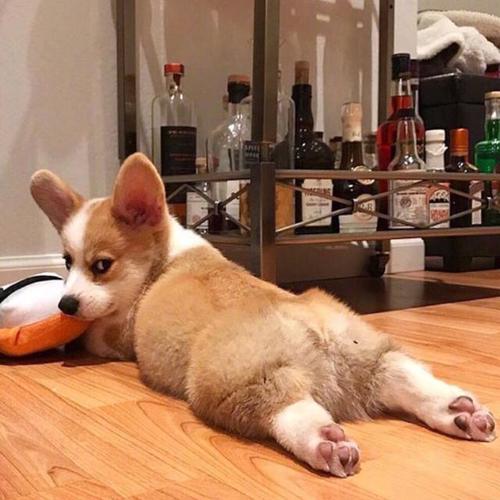 你了解小短腿柯基吗很多人都对柯基有误解你可能也中招了