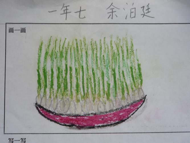 我家窗台上有一盘长的水灵灵绿油油的蒜苗.