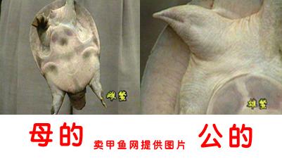 鳖怎么分公母