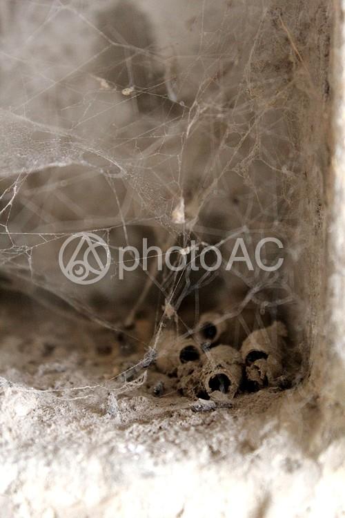 照片素材(图片): 墙拉伸蜘蛛巢