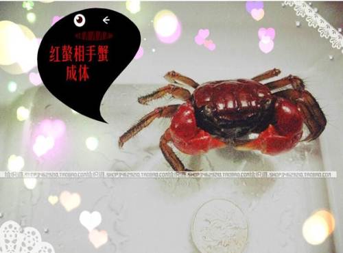 红螯相手蟹