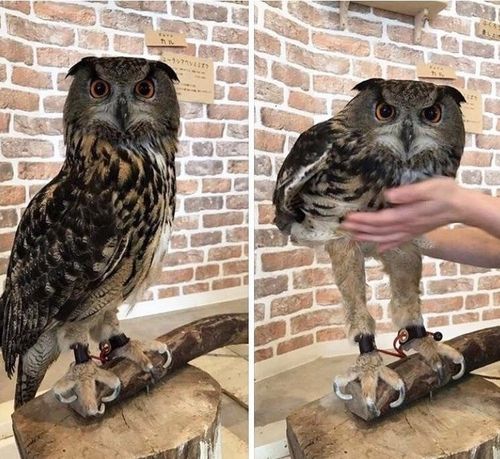 猫头鹰为什么可以左右转头270度,血管不会绷断吗?