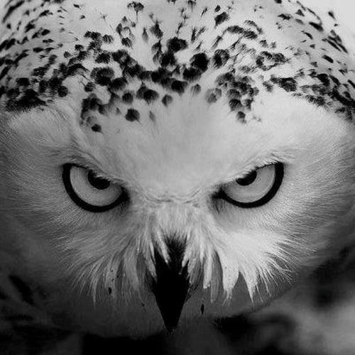 猫头鹰中的爱情鸟白雪公主告诉你什么才是人见人爱