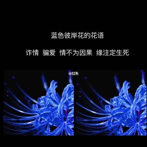 彼岸花花语_彼岸花_花语_素材_文字素材