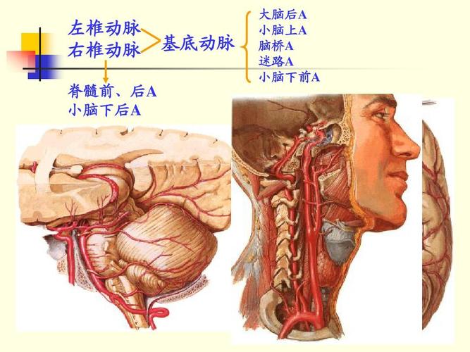 左椎动脉 右椎动脉 脊髓前,后a 小脑下后a 基底动脉 大脑后a 小脑上a