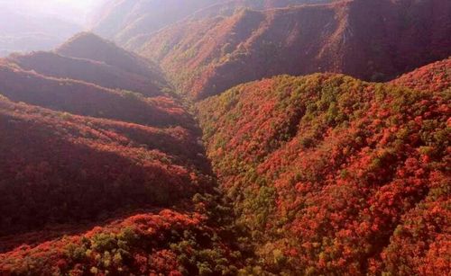 "天下苹果属灵宝,灵宝苹果属寺河" 苹果先生欢迎您联系电话